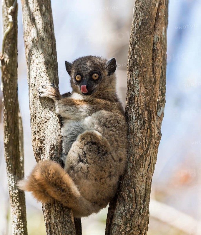 Red-tailed Sportive Lemur (Lepilemur ruficaudatus)