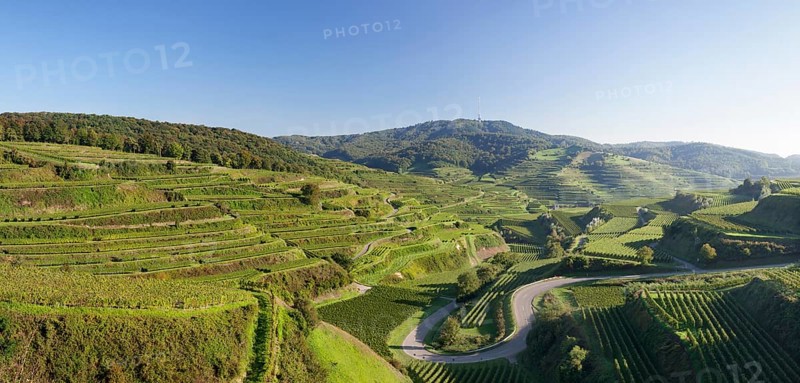 Vineyards