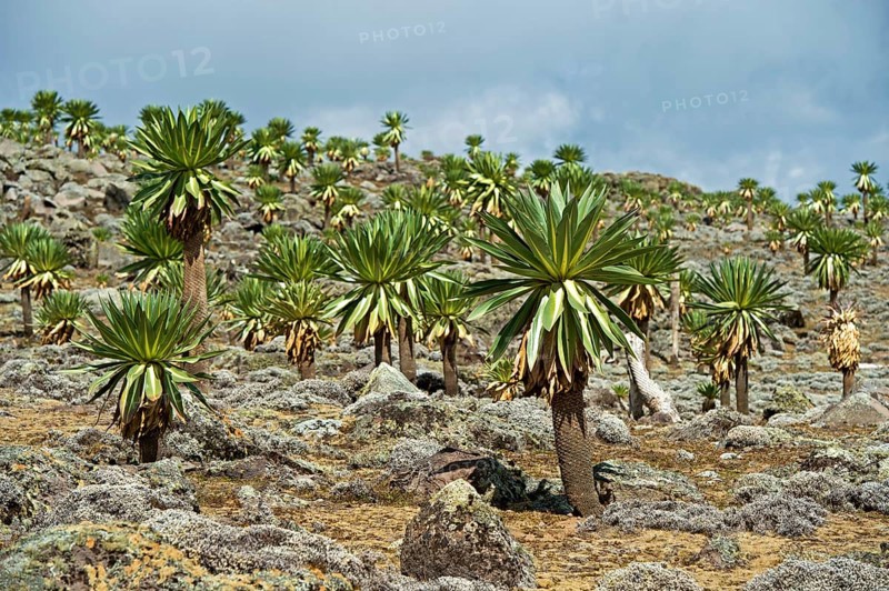 Endemic Giant Lobelias (Lobelia rhynchopetalum) on the Sanetti Plateau
