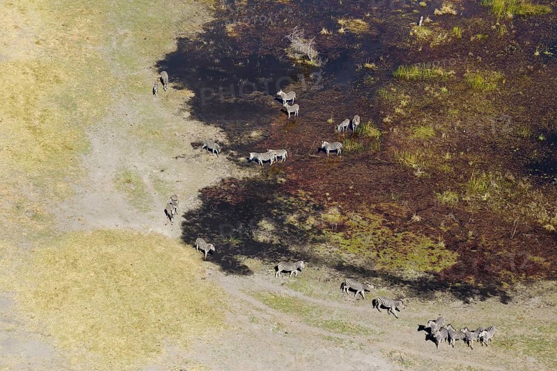 Burchell's Zebras (Equus quagga burchelli)