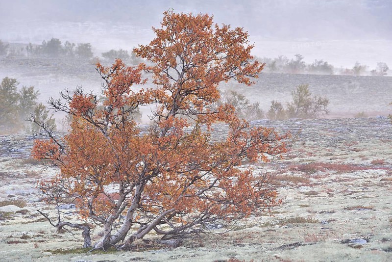 Downy Birch trees (Betula pubescens) and Reindeer Lichen (Cladonia rangiferina)