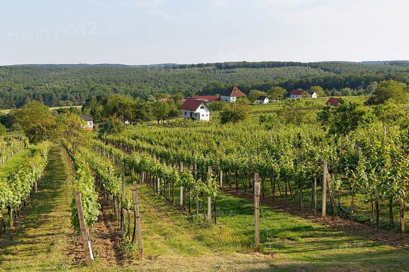 Vineyard Csaterberg