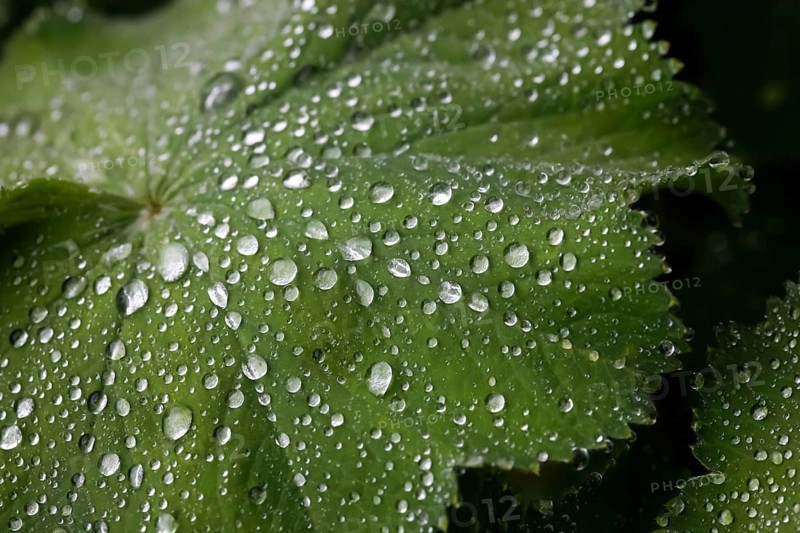 Common Lady's Mantle (Alchemilla vulgaris)