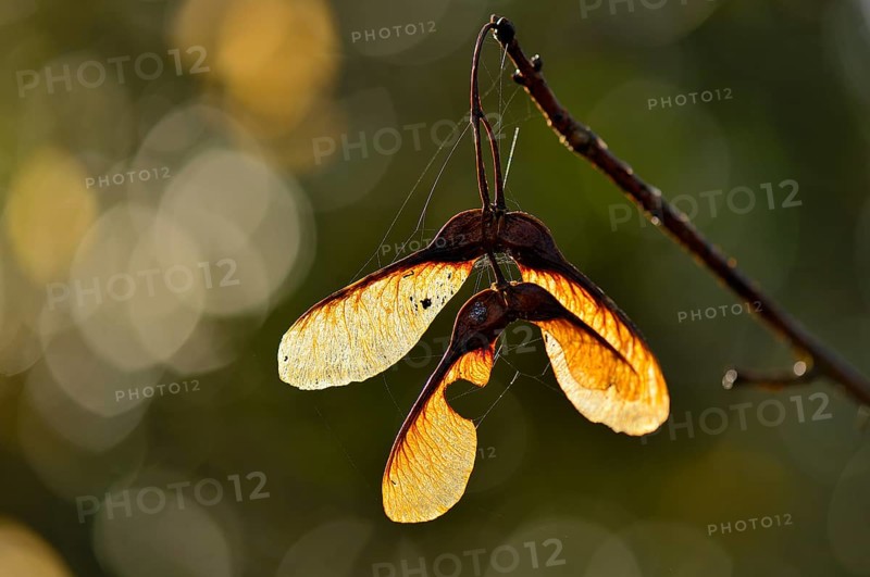Sycamore seeds (Acer pseudoplatanus)