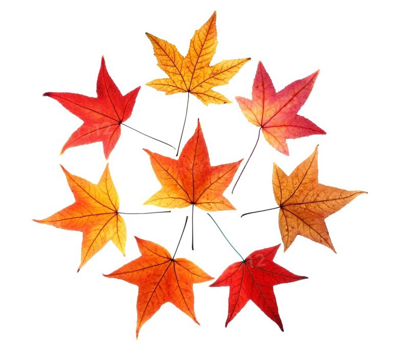 Autumn leaves