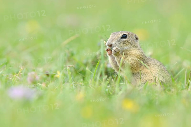 European Suslik or European Ground Squirrel (Spermophilus citellus) feeding on a meadow
