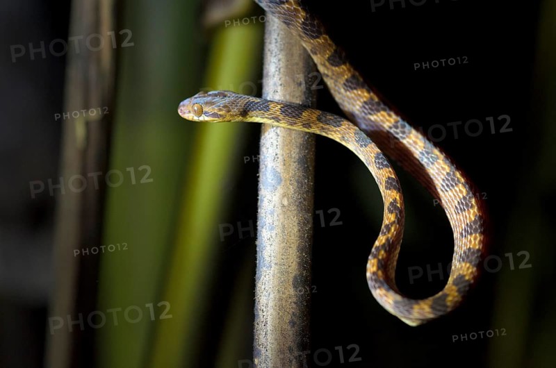 Northern Cat-eyed Snake (Leptodeira septentrionalis)