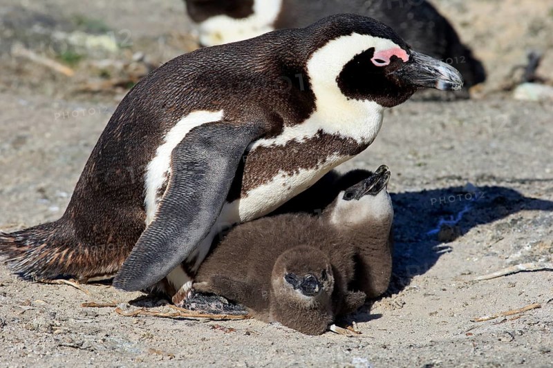 African Penguin (Spheniscus demersus)
