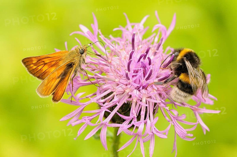 Large skipper (Ochlodes sylvanus) and bumble bee (Bombus terrestris) on a Brown knapweed (Centaurea jacea)