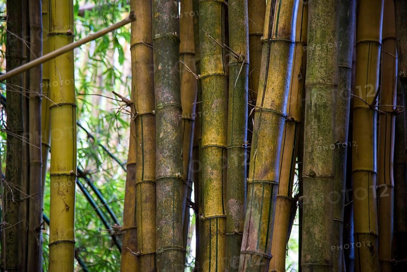 Giant Bamboo (Dendrocalamus giganteus)