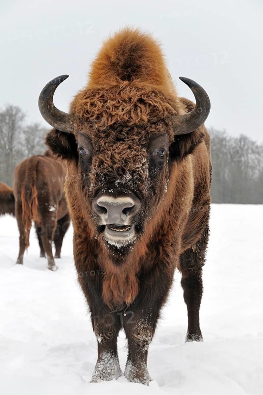 Bison (Bison bonasus) in the snow