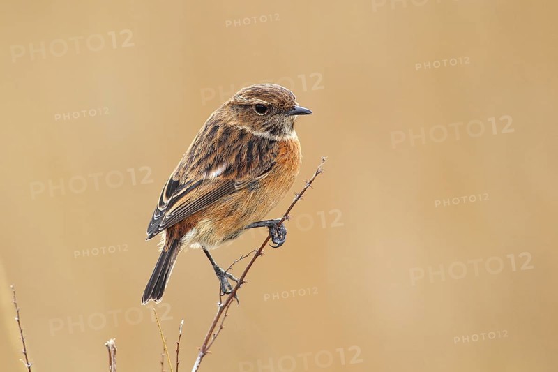 Stonechat (Saxicola rubicola) female sitting on a branch