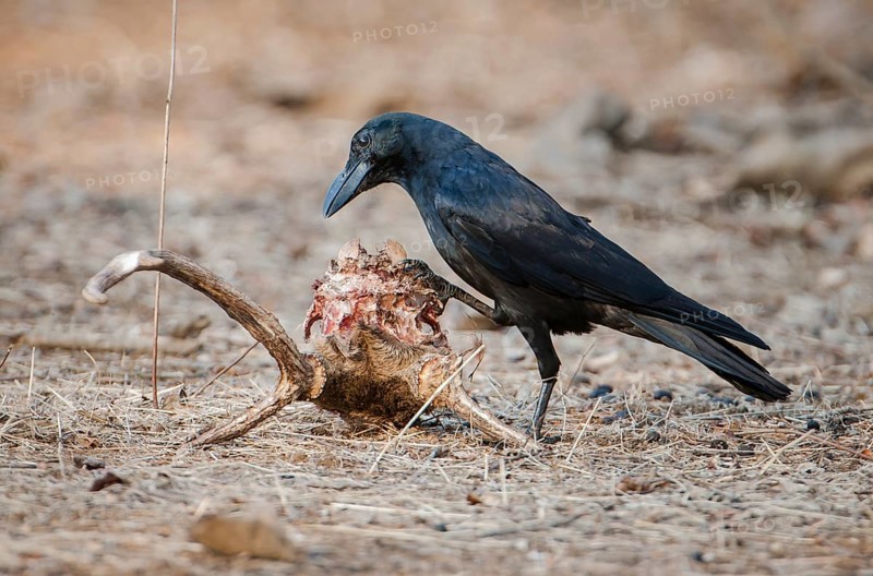 Carrion Crow (Corvus corone) on the skull of a Chital or Cheetal (Axis axis)