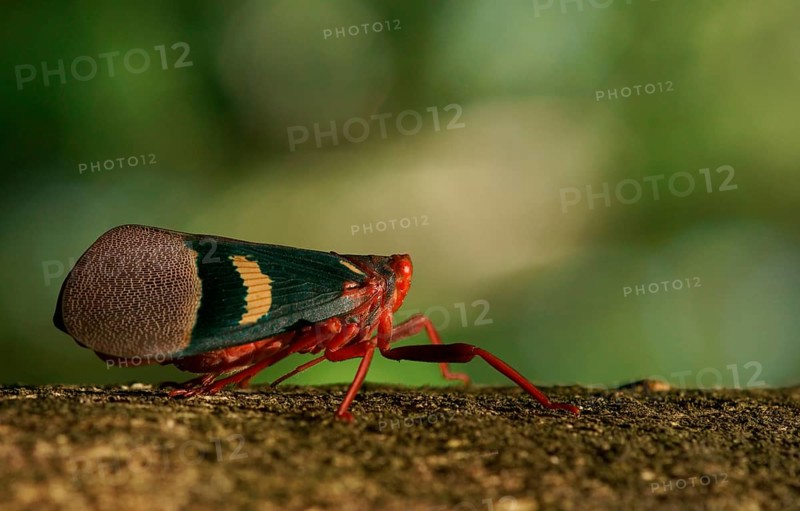 Lantern Bug (Scamandra tethis)