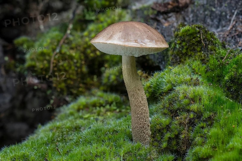 Brown Birch Bolete (Leccinum scabrum)