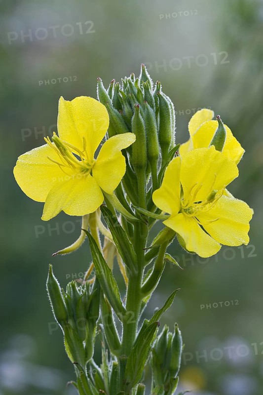 Common evening primrose (Oenothera biennis)
