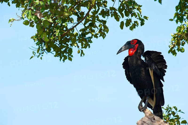Southern Ground Hornbill (Bucorvus leadbeateri)