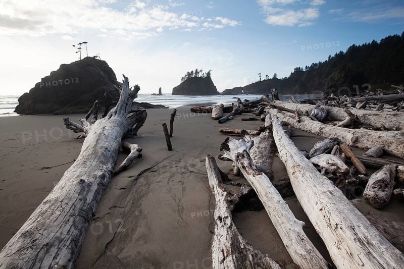 Driftwood at Second Beach in Olympic National Park