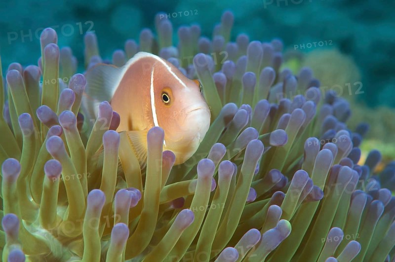Pink Skunk Clownfish or Pink Anemonefish (Amphiprion perideraion)
