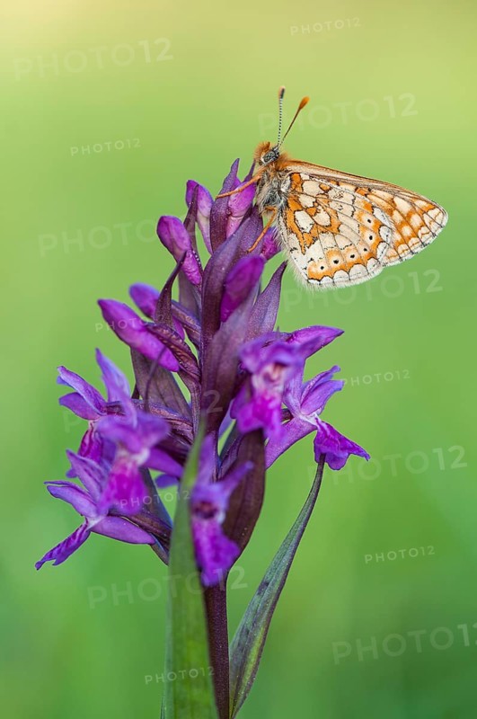 Marsh Fritillary (Euphydryas aurinia)