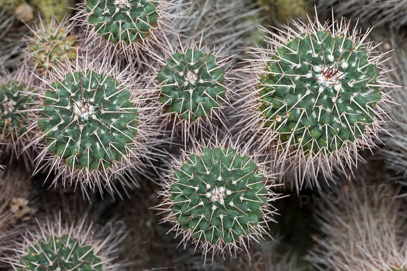Cacti (Mammillaria compressa)
