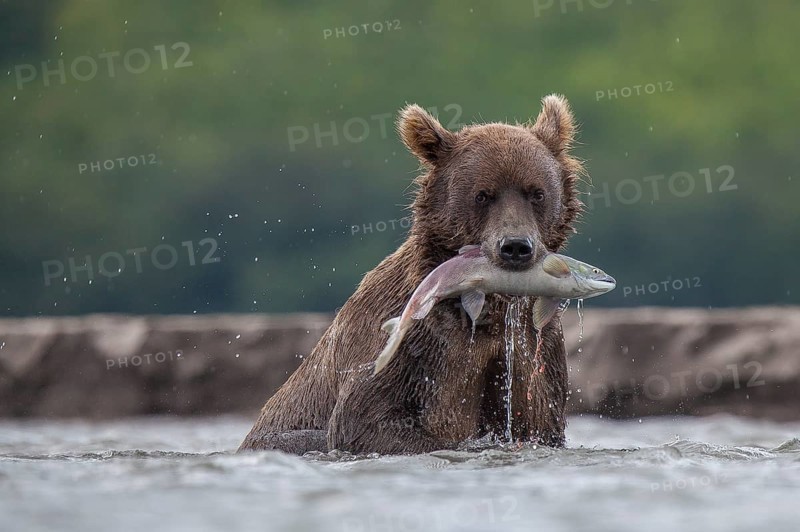 Brown bear (Ursus arctos)