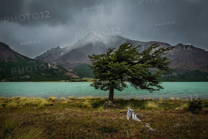 Tree in a storm