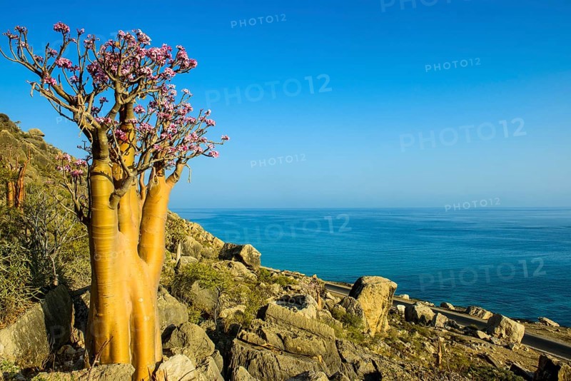 Bottle Tree (Adenium obesum) in bloom