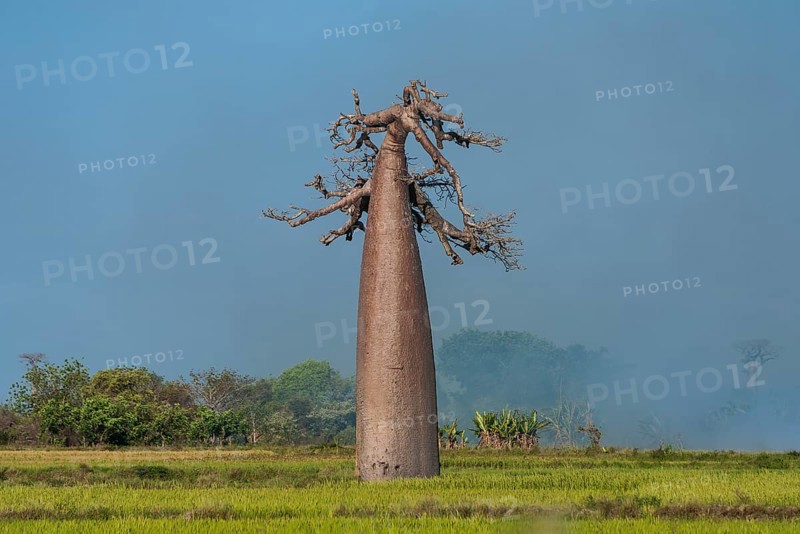 Avenue of the Baobabs