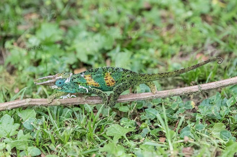 Jackson's Chameleon (Trioceros jacksonii)