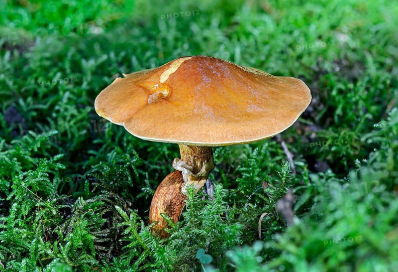 Greville's Bolete