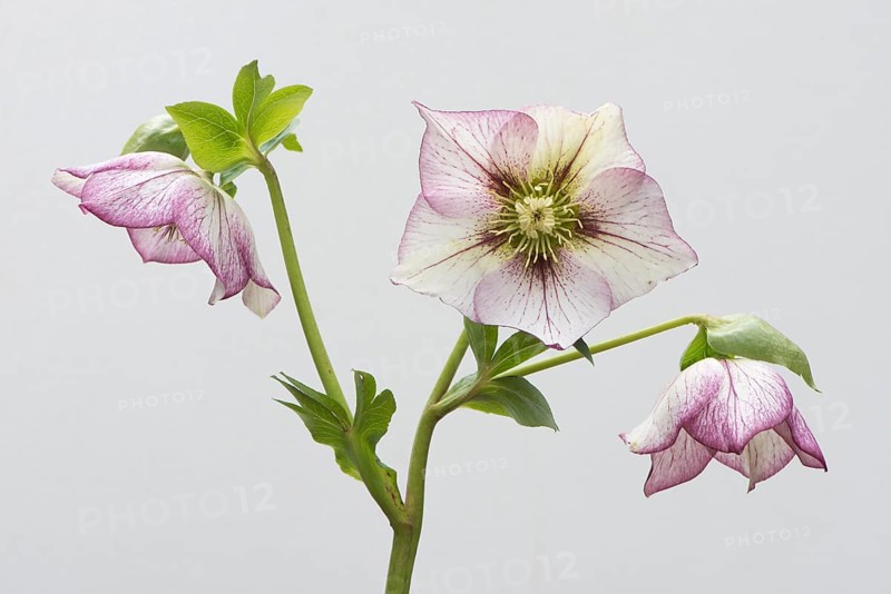 Lenten rose (Helleborus orientalis hybrids 'Picotee')