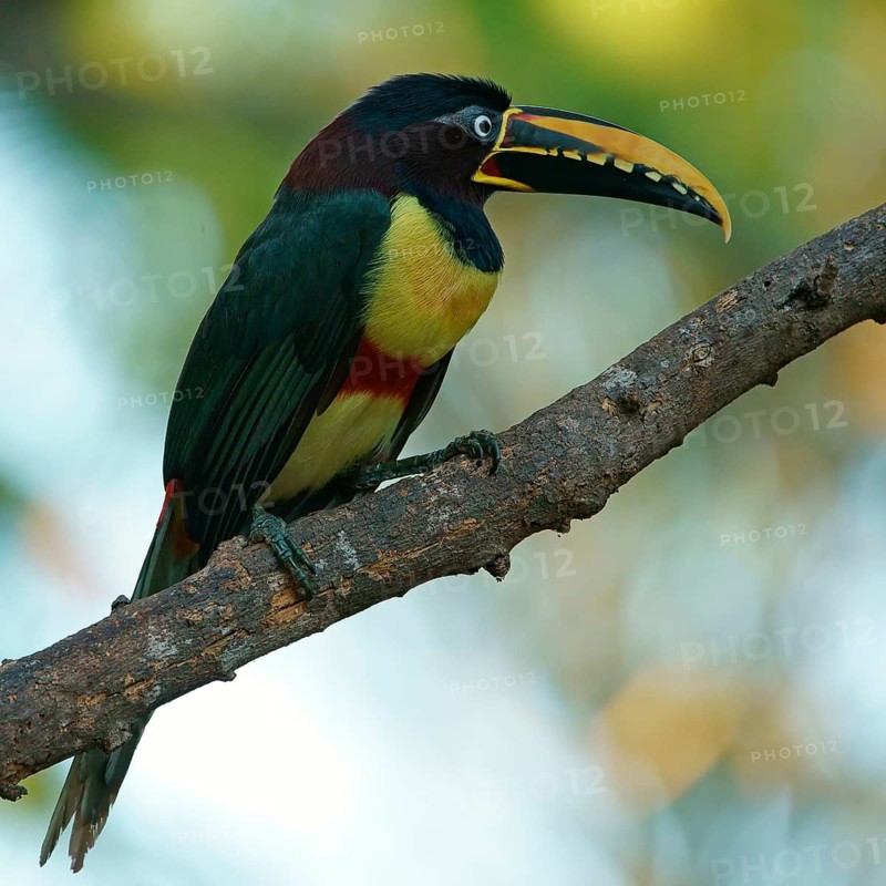 Chestnut-eared aracari (Pteroglossus castanotis) on a branch