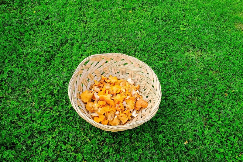 Freshly collected Chanterelles (Cantharellus cibarius)