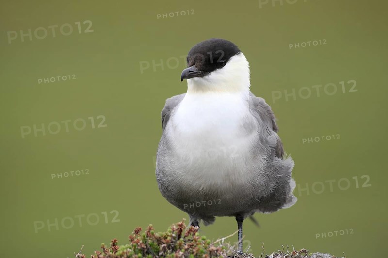 Long-tailed jaeger (Stercorarius longicaudus)