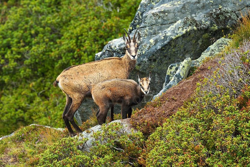Chamois (Rupicapra rupicapra)