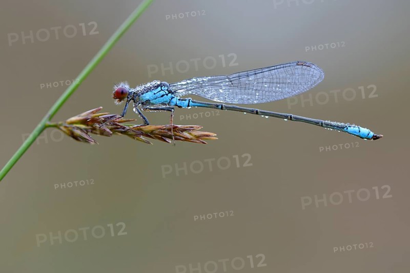 Small Red-eyed Damselfly (Erythromma viridulum)