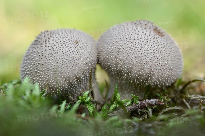 Umber-Brown Puffball (Lycoperdon umbrinum)