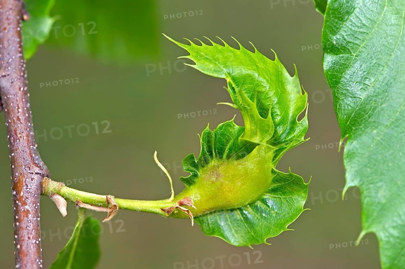 Gall of the Oriental Chestnut Gall Wasp or Asian Chestnust Gall Wasp (Dryocosmus kuriphilus)