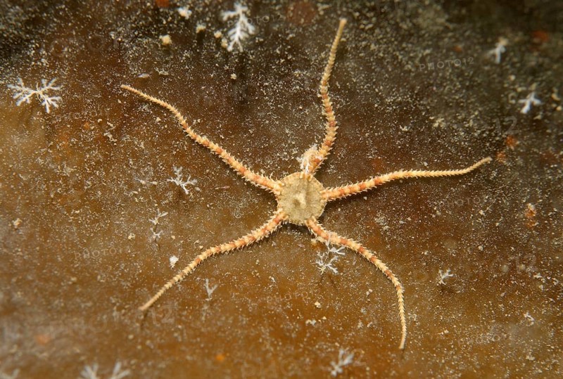 Crevice Brittle Star (Ophiopholis aculeata)