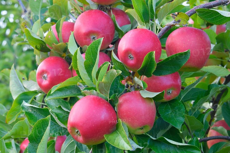 Red apples