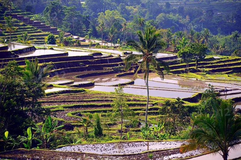 The famous rice terraces of Jatiluwih