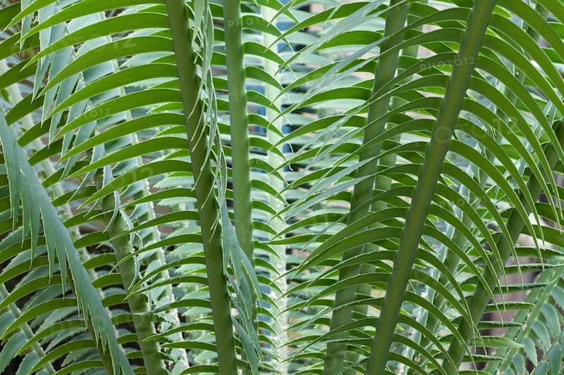 Giant Dioon