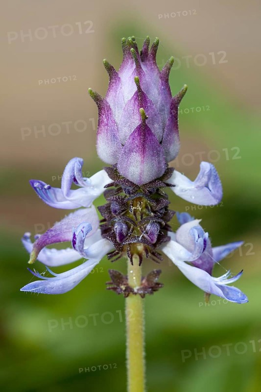 Coleus arabicus