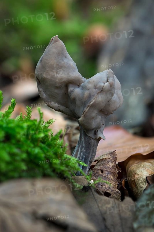 Slate grey saddle (Helvella lacunosa)