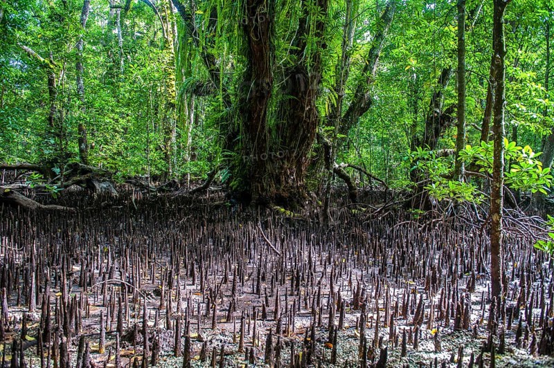 Mangrove roots