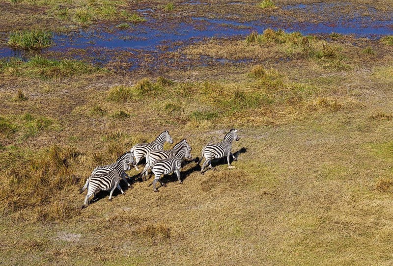 Burchell's Zebras (Equus quagga burchelli)