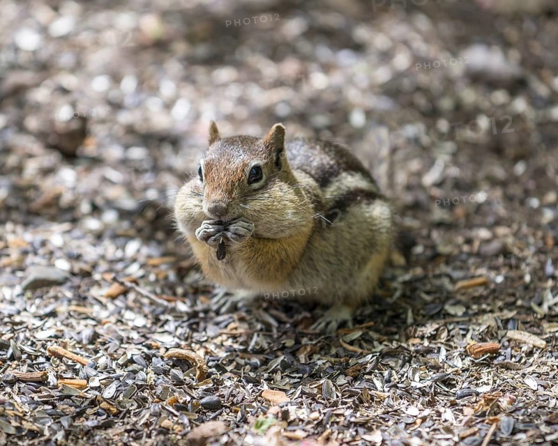 Eastern Chipmunk (Tamias striatus)