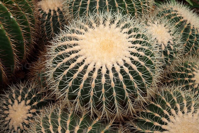 Barrel Cactus