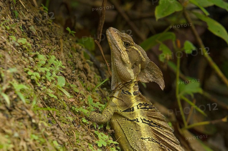 Basilisk Lizard (Basiliscus basiliscus)